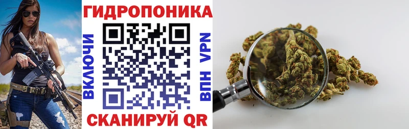 Шишки марихуана сатива Данков